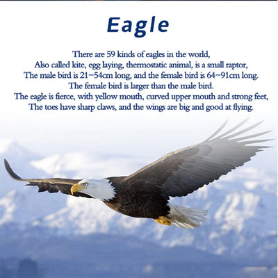 DIY 3D Bald Eagle Model Kit - Haliaeetus Leucocephalus with Flying and Flapping Wings